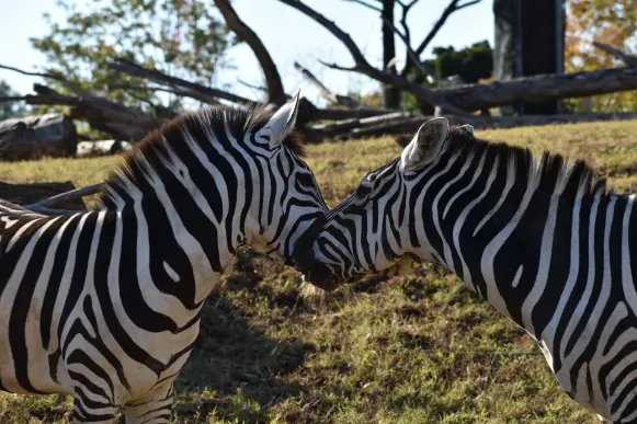 Jet10 Kazino Pagalba